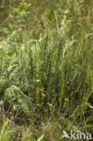 Dubbelloof (Blechnum spicant) 