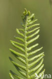 Hard Fern (Blechnum spicant)