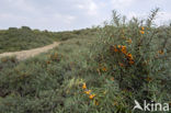 Sea-buckthorn (Hippophae rhamnoides)