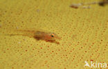 Dwerggrondel (Pleurosicya mossambica)