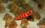 Goby (Bryaninops spec)