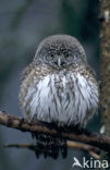 Eurasian Pygmy-Owl (Glaucidium passerinum)