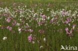 Echte koekoeksbloem (Lychnis flos-cuculi)