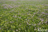 Echte koekoeksbloem (Lychnis flos-cuculi)