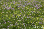 Echte koekoeksbloem (Lychnis flos-cuculi)