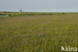 Echte koekoeksbloem (Lychnis flos-cuculi)