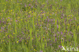 Echte koekoeksbloem (Lychnis flos-cuculi)