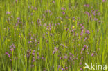 Echte koekoeksbloem (Lychnis flos-cuculi)