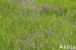 Ragged-Robin (Lychnis flos-cuculi)