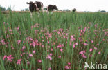 Ragged-Robin (Lychnis flos-cuculi)