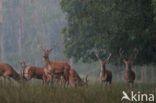 Red Deer (Cervus elaphus)