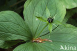 Eenbes (Paris quadrifolia)