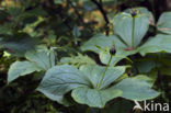 Eenbes (Paris quadrifolia)