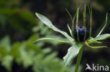 Eenbes (Paris quadrifolia)