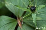 Eenbes (Paris quadrifolia)