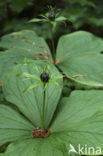 Eenbes (Paris quadrifolia)