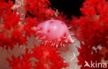Egg Shell