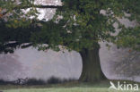 Oak (Quercus)