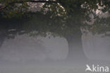 Oak (Quercus)