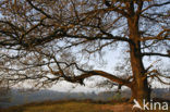 Oak (Quercus)