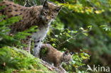 Euraziatische lynx (Lynx lynx) 