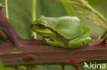 Europese boomkikker (Hyla arborea) 