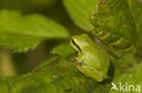 Europese boomkikker (Hyla arborea) 