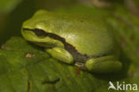 Europese boomkikker (Hyla arborea) 