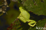 Europese boomkikker (Hyla arborea) 