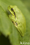 Europese boomkikker (Hyla arborea) 