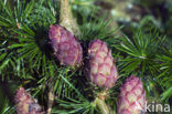 Europese lork (Larix decidua)