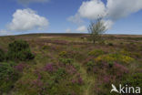 Exmoor National Park