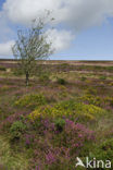 Exmoor National Park