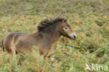 Exmoorpony