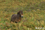 Exmoorpony