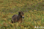 Exmoorpony