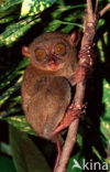 Filipijns spookdier (Tarsius syrichta) 