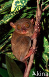 Philippine Tarsier (Tarsius syrichta) 