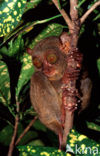 Philippine Tarsier (Tarsius syrichta) 