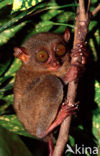 Philippine Tarsier (Tarsius syrichta) 