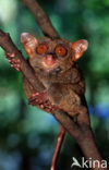 Filipijns spookdier (Tarsius syrichta) 