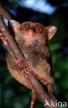 Filipijns spookdier (Tarsius syrichta) 