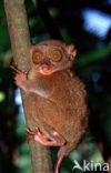 Philippine Tarsier (Tarsius syrichta) 