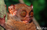 Filipijns spookdier (Tarsius syrichta) 