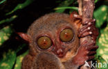 Philippine Tarsier (Tarsius syrichta) 