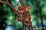 Filipijns spookdier (Tarsius syrichta) 