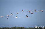 Flamingo (Phoenicopterus ruber)