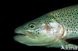 Rainbow Trout (Oncorhynchus mykiss)