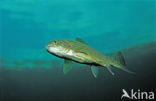 Rainbow Trout (Oncorhynchus mykiss)