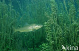 Brown Trout (Salmo trutta)